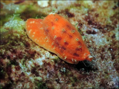 Tapering Cowrie (Talostolida teres)