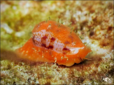 Tapering Cowrie (Talostolida teres)