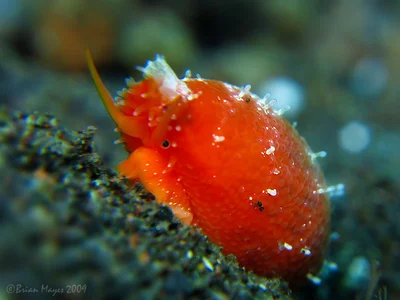 Tapering Cowrie (Talostolida teres)