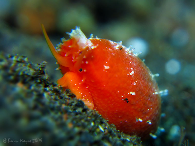 Tapering Cowrie (Talostolida teres)