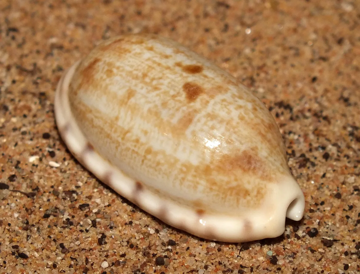 Tapering cowrie (Talostolida teres)