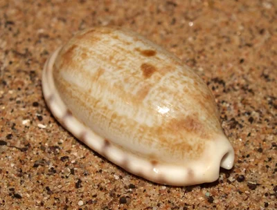 Tapering cowrie (Talostolida teres)