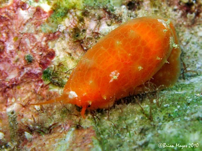 Tapering Cowrie (Talostolida teres)