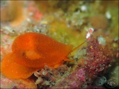 Tapering Cowrie (Talostolida teres)