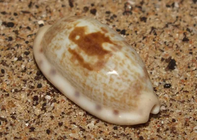 Tapering cowrie (Talostolida teres teres)