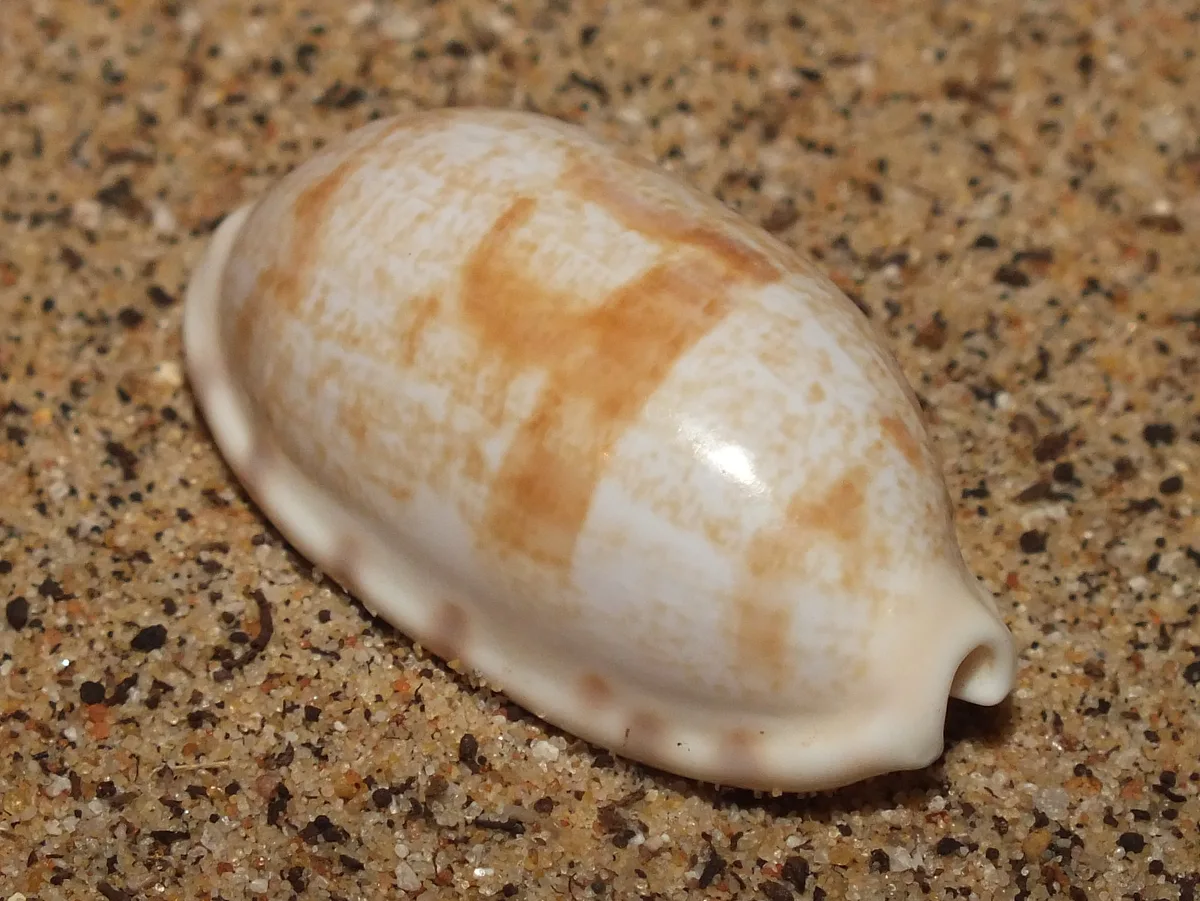 Tapering cowrie (Talostolida teres elatensis)
