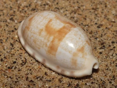 Tapering cowrie (Talostolida teres elatensis)