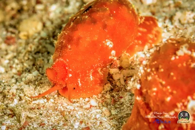 TAPERING COWRIE