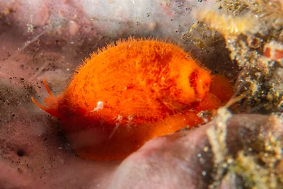 Talostolida teres