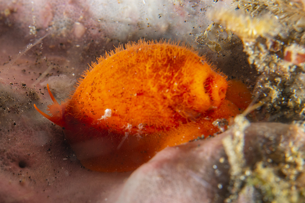 Talostolida teres
