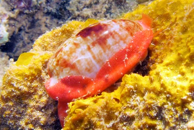 Talostolida teres - Pamandzi, Mayotte