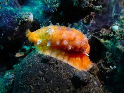 Talostolida teres - Karang Asem, ID-BA, ID