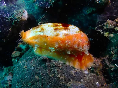 Talostolida teres - Karang Asem, ID-BA, ID
