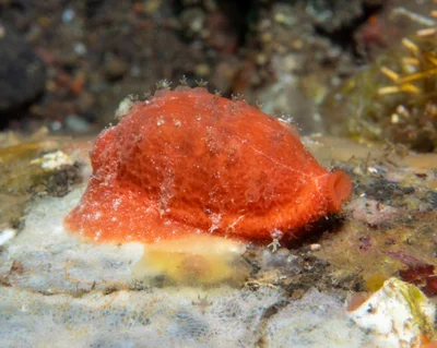 Talostolida teres - Melasti, near Tulamben, Kubu, Karangasem Regency, Bali, Indonesia
