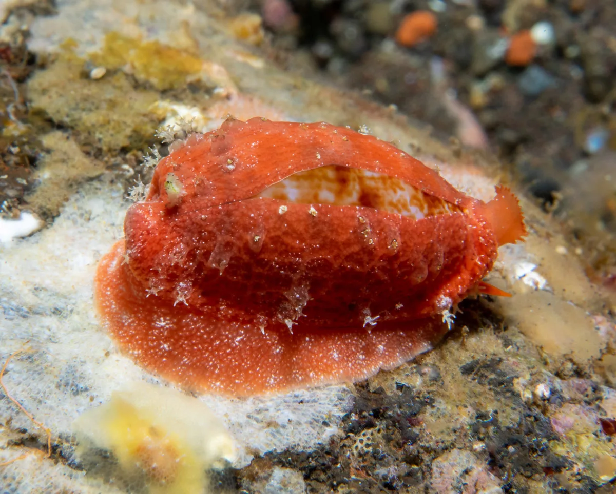 Talostolida teres - Melasti, near Tulamben, Kubu, Karangasem Regency, Bali, Indonesia