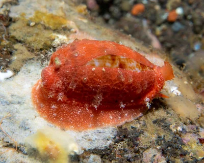 Talostolida teres - Melasti, near Tulamben, Kubu, Karangasem Regency, Bali, Indonesia
