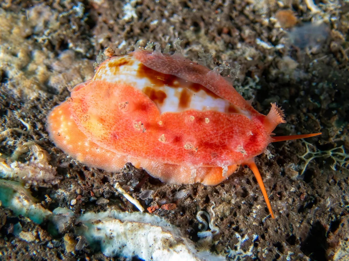 Talostolida teres - Melasti, Karangasem Regency, Bali, Indonesia
