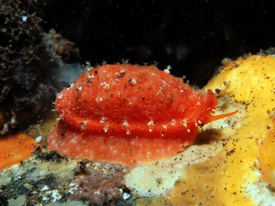 Talostolida teres - Seraya, near Tulamben, Kubu, Karangasem Regency, Bali, Indonesia