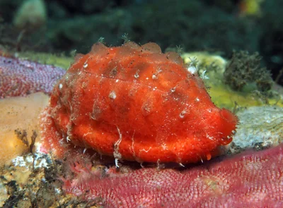 Talostolida teres - Melasti, near Tulamben, Kubu, Karangasem Regency, Bali, Indonesia