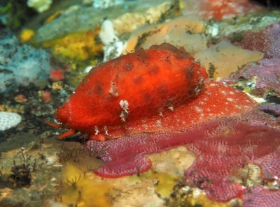 Talostolida teres - Melasti, near Tulamben, Kubu, Karangasem Regency, Bali, Indonesia