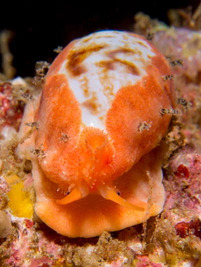 Talostolida teres - South Solitary Island, New South Wales, Australia