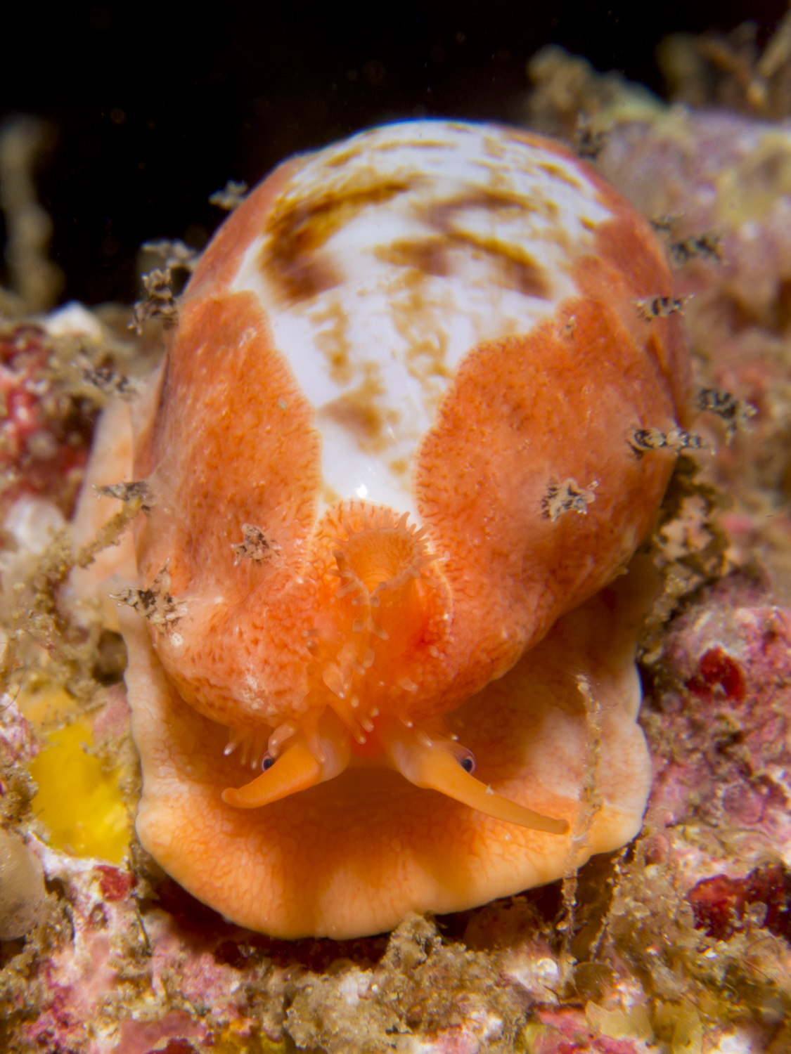 Talostolida teres - South Solitary Island, New South Wales, Australia