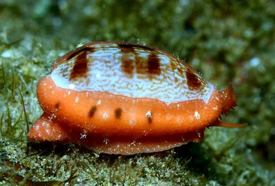 Talostolida teres - Mabini, Batangas, Philippines