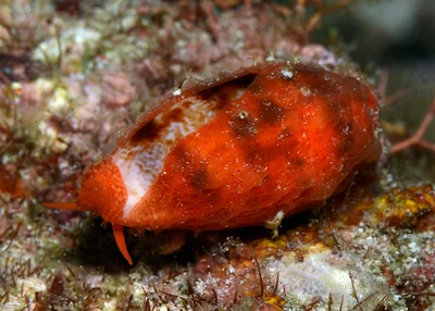 Talostolida teres - Mabini, Batangas, Philippines