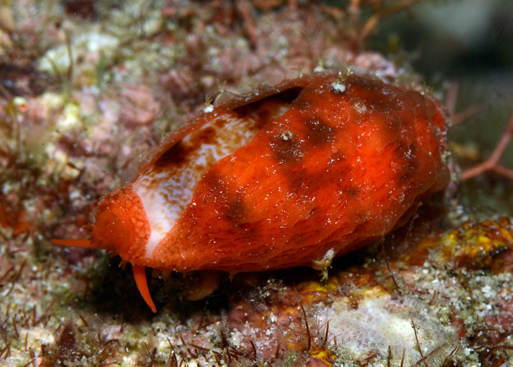 Talostolida teres - Mabini, Batangas, Philippines