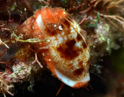 Talostolida teres - Mabini, Batangas, Philippines
