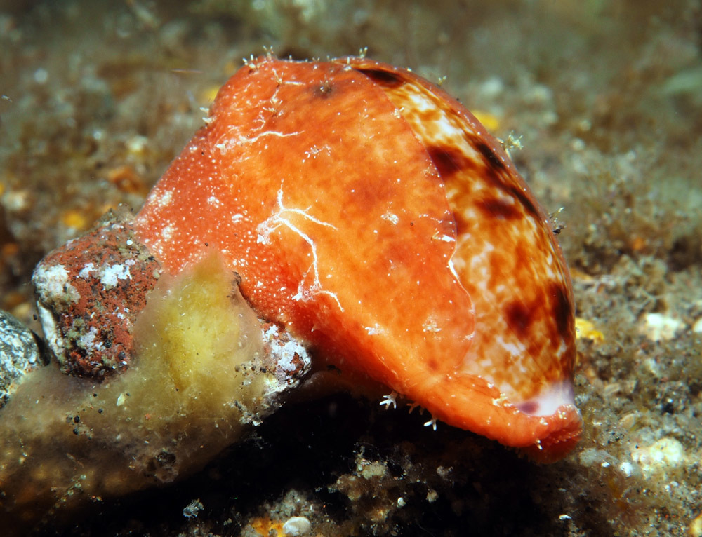 Talostolida teres - Tulamben area, Kubu, Karangasem Regency, Bali, Indonesia