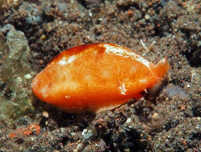 Talostolida teres - Tulamben area, Kubu, Karangasem Regency, Bali, Indonesia