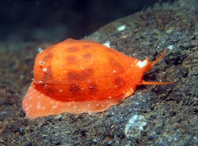 Talostolida teres - Tulamben area, Kubu, Karangasem Regency, Bali, Indonesia