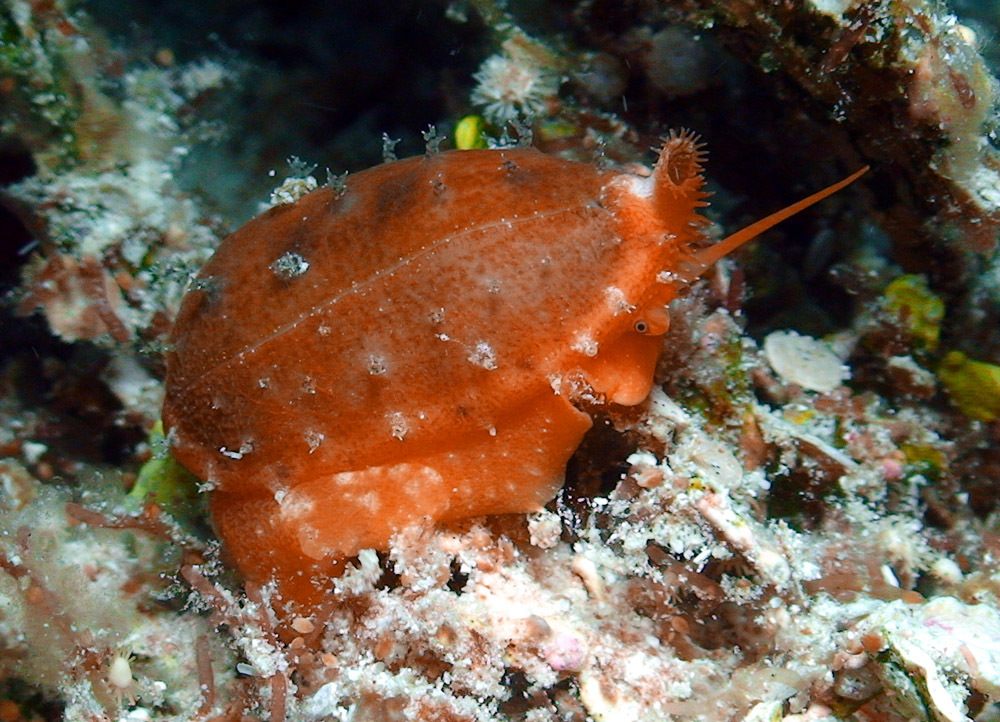 Talostolida teres - Kwajalein Atoll, RMI