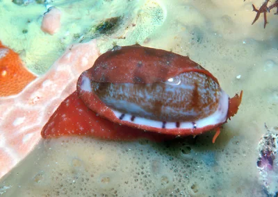 Talostolida teres - Kwajalein Atoll, RMI