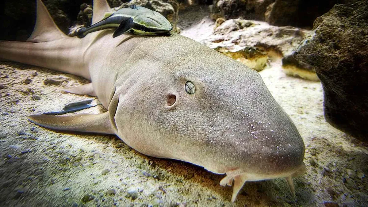 Tawny Nurse Shark