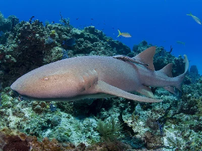 Tawny Nurse Shark