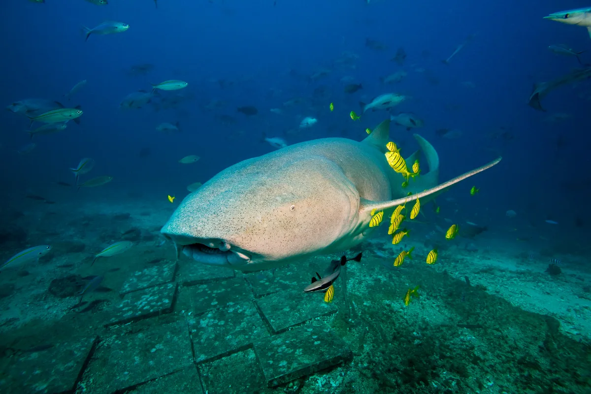 Tawny Nurse Shark - Beqa, Fiji
