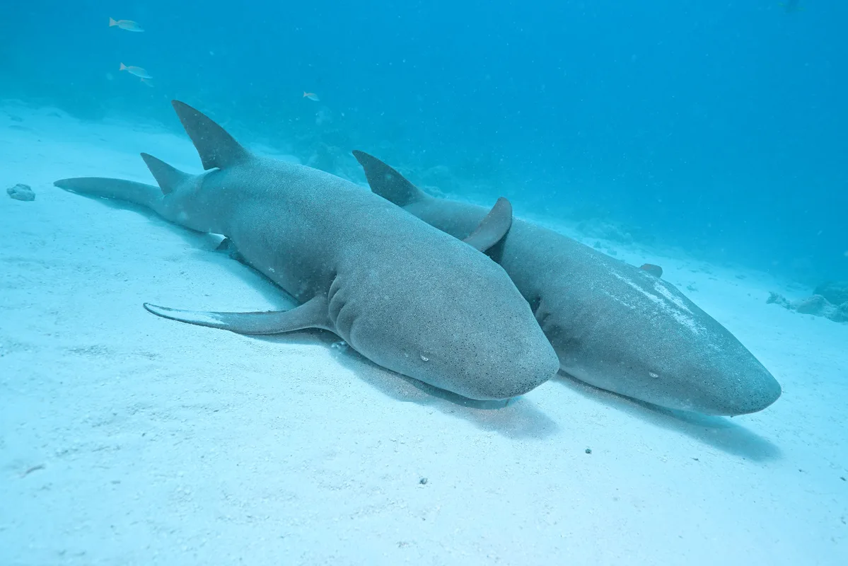 Tawny Nurse Shark - 2025 - 6