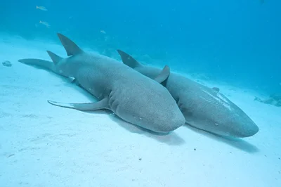 Tawny Nurse Shark - 2025 - 6
