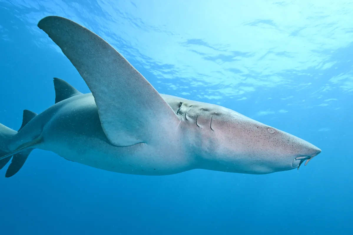 Tawny Nurse Shark - 2025 - 9