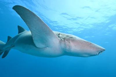 Tawny Nurse Shark - 2025 - 9