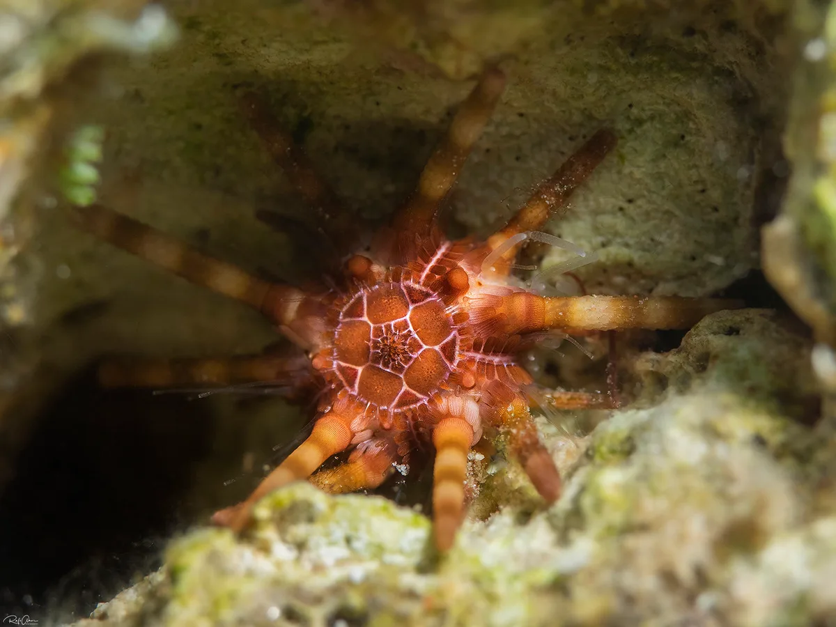 Ten-lined Urchin - Eucidaris metularia
