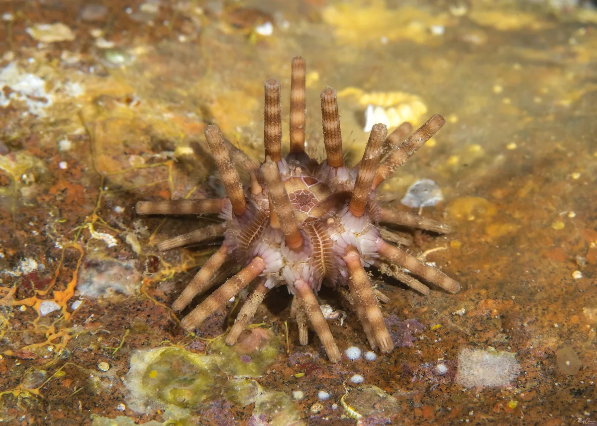 Eucidaris metularia - Ten-lined Urchin