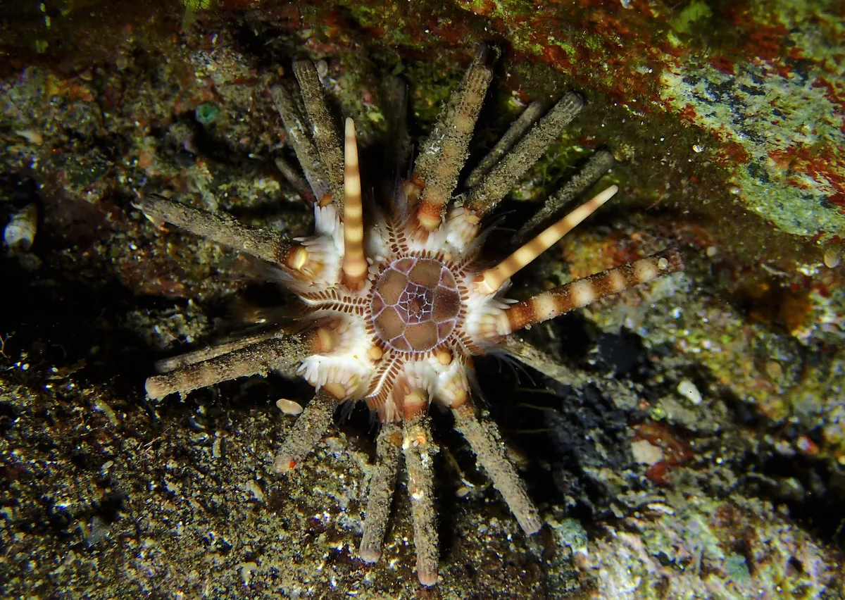 Eucidaris metularia