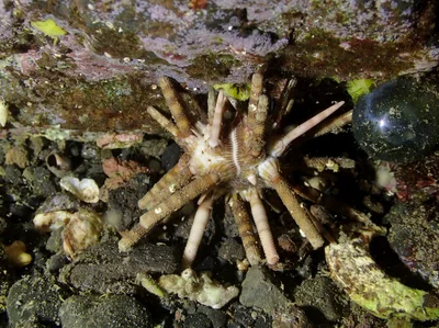 Eucidaris metularia