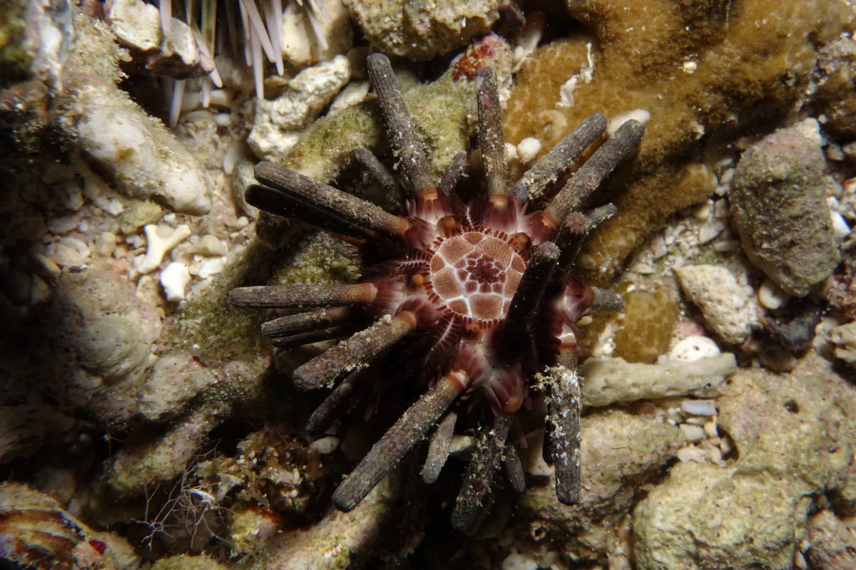 Ten-lined Urchin, Eucidaris metularia (Lamarck, 1816)