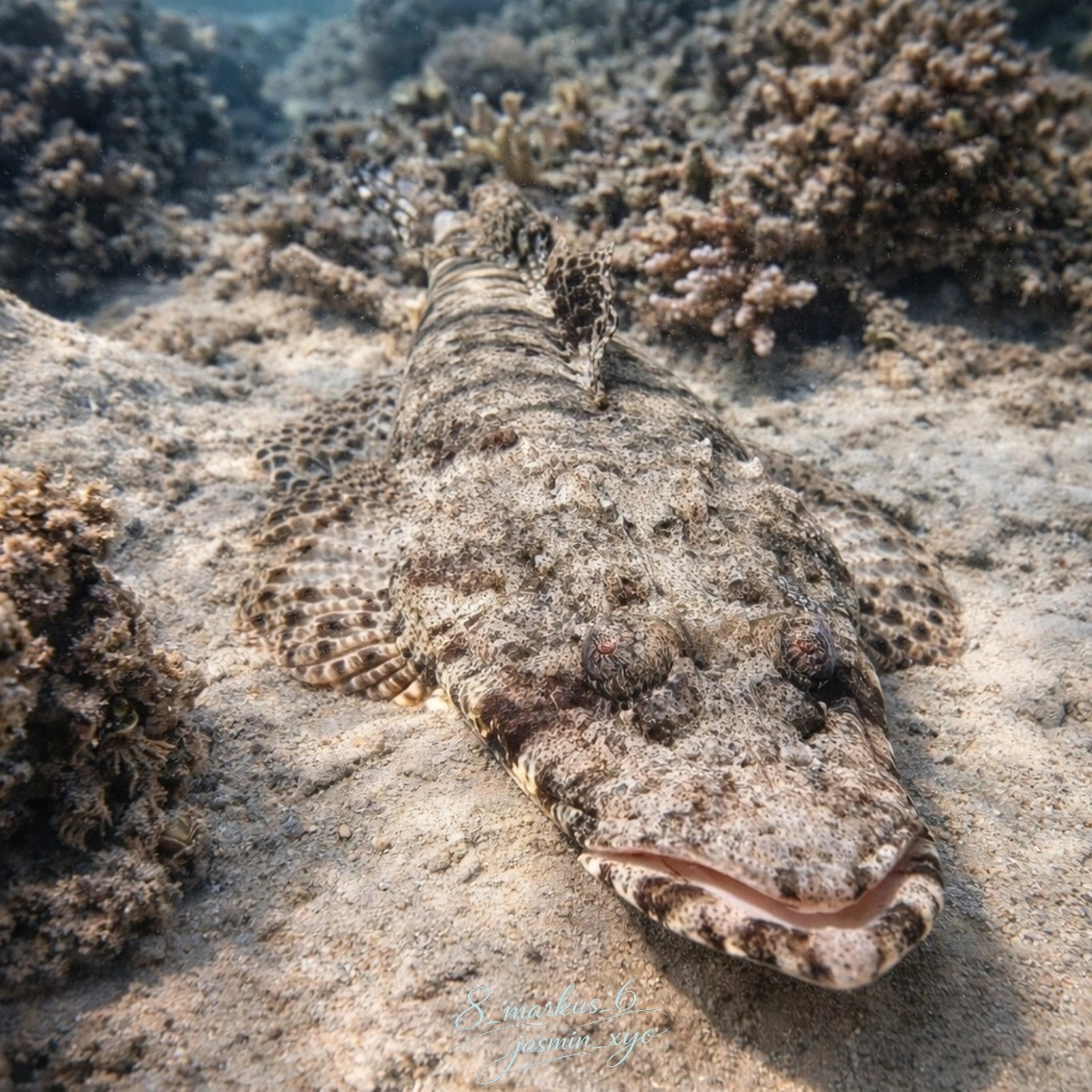 Tentacled flathead