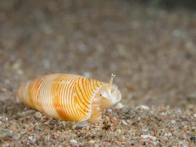 Terebellum Conch - Terebellum terebellum