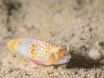 Terebellum Conch - Terebellum terebellum